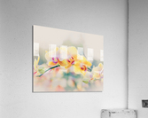 Orchid 2 Acrylic Print
