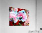 Orchid 6 Acrylic Print