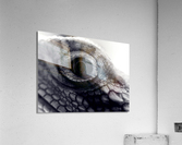 Dragon’s Eye  Acrylic Print