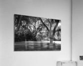 Silent Observers  Acrylic Print