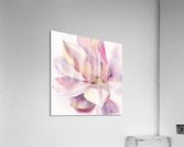 Magnolia Flower square Acrylic Print