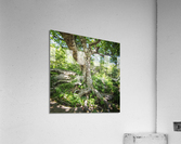 2022 June 20 CraggyTree02 Acrylic Print