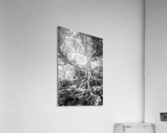 2022 June 20 CraggyTree01 Acrylic Print