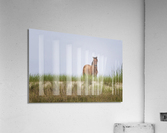 2022 June 10 WldHrse02 Acrylic Print