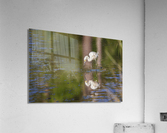 2022 June 04 LilBlu01 Acrylic Print