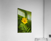 2022 May 22 Lanceleaf01 Acrylic Print