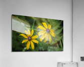 2022 May 29 BlackeyedSusan02 Acrylic Print