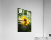 2022 May 29 BlackeyedSusan01 Acrylic Print