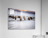 Buffalo in South Park Acrylic Print