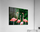 The Flamingo Family Acrylic Print