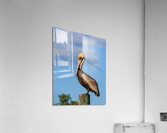 Pelican Perching Acrylic Print