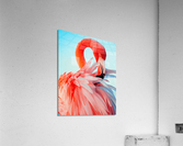 Flamingo Beauty Acrylic Print