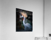 AfricanCrowned  Crane Acrylic Print