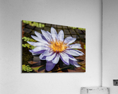 Water Lilies Acrylic Print