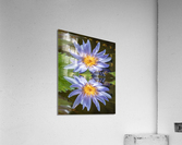 Water Lilies Acrylic Print