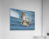 Osprey & Pompano Acrylic Print