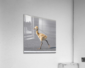 Baby Sandhill Crane Colts Acrylic Print