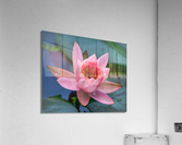   Water Lilies Acrylic Print