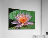   Water Lilies Acrylic Print