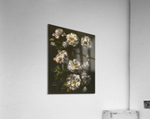 A study of striped white gallica roses Acrylic Print