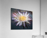   Water Lilies Acrylic Print