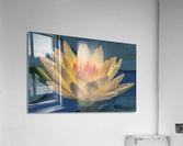 Water Lilies Acrylic Print