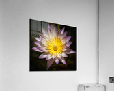    Water Lilies  Acrylic Print