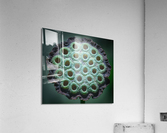 Fabulous Seed Pod of the Lotus Flower Acrylic Print