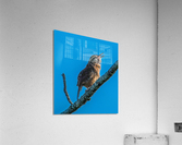  Caroline Wren Singing  Acrylic Print