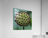 Fabulous Seed Pod of the Lotus Flower Acrylic Print