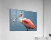 Roseate Spoonbill Acrylic Print