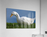 American Pekin Duck Acrylic Print