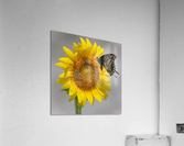 Sunflower & Butterfly Acrylic Print