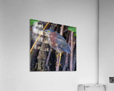 Green Heron  Acrylic Print