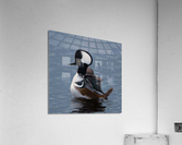 Hooded Merganser  Acrylic Print