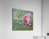 Roseate Spoonbill  Acrylic Print