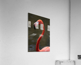 Pink Flamingo Acrylic Print