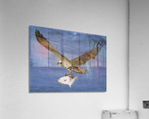 Osprey & Pompano Acrylic Print