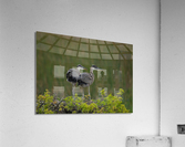 BABY  BLUE HERON VIERA Acrylic Print