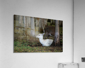 Cypress Forest Florida  Acrylic Print