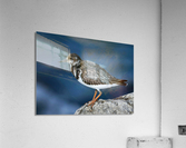 Sanderling Resting  Acrylic Print