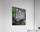 ZEBRA Acrylic Print