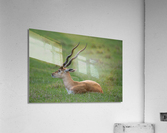  ANTILOPE Acrylic Print