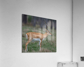  ANTILOPE Acrylic Print
