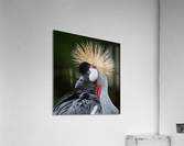  AFRICAN  CROWNED CRANE Acrylic Print
