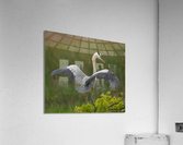 BLUE HERON VIERA  Acrylic Print