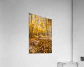 Aspen Path Acrylic Print