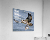 Osprey & Pompano Acrylic Print