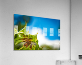 New Beginnings Acrylic Print