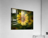  Sunflowers   MORNING SUNSHINE Acrylic Print